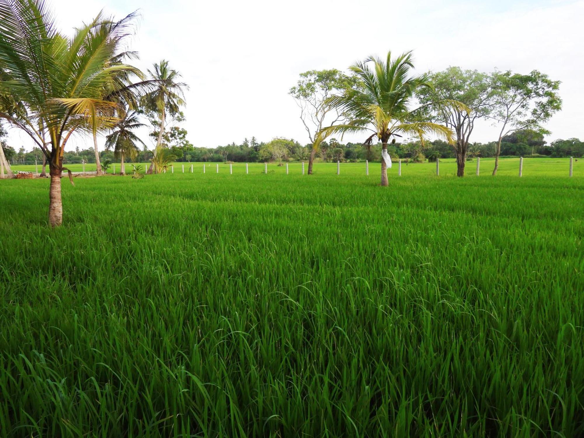 Green Sapphire Holiday Resort Wilpaththu Parque Nacional Parque Nacional Wilpattu Exterior foto
